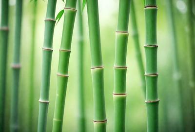 The primary subject of the image is a close-up of a group of bamboo stalks. The setting is a lush green environment, with the bamboo stalks standing tall and forming a dense, vertical line. The visual style is a photo, capturing the natural beauty of the bamboo stalks. The colors are predominantly green, with the bamboo stalks being the main focus and creating a serene and natural atmosphere.
