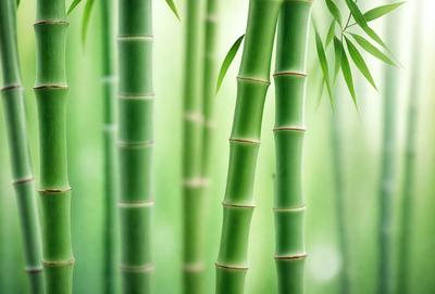 The primary subject of the image is a close-up of a bamboo plant with green leaves. The setting is a lush green environment, possibly a forest or a garden. The visual style is a realistic, natural representation of the bamboo plant. The colors and mood of the image are predominantly green, creating a serene and peaceful atmosphere.