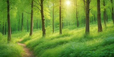 The primary subject of the image is a lush green forest filled with trees and grass. The setting is a serene, natural environment with sunlight filtering through the trees. The visual style is a photo of the forest, capturing the beauty of the greenery and the sunlight. The colors and mood are predominantly green, with a sense of tranquility and peacefulness.