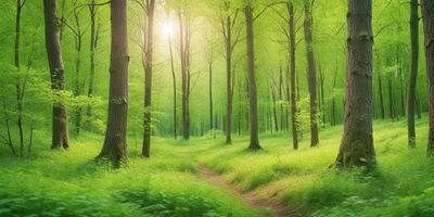 The primary subject of the image is a lush green forest filled with tall trees. The setting is a serene, natural environment with a sunny day. The visual style is a photo of the forest, capturing the beauty of the trees and the sunlight filtering through the trees. The colors and mood are vibrant and peaceful, with the green trees and sunlight creating a sense of tranquility and harmony with nature.