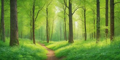 The primary subject of the image is a pathway surrounded by lush green grass and trees. The setting is a forest, with the trees providing a natural backdrop. The visual style is a photo, capturing the beauty of the forest and the path. The colors and mood are predominantly green, with the grass and trees creating a serene and peaceful atmosphere.