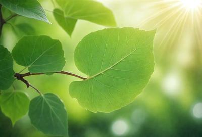 The primary subject of the image is a leaf, which is the main object, scene, or focus of the image. The leaf is green and appears to be a leaf from a tree. The setting/background of the image is a bright, sunny day, with sunlight shining on the leaf. The visual style of the image is a photo, capturing the natural beauty of the leaf. The colors and mood of the image are vibrant and lively, with the green leaf standing out against the bright, sunny background