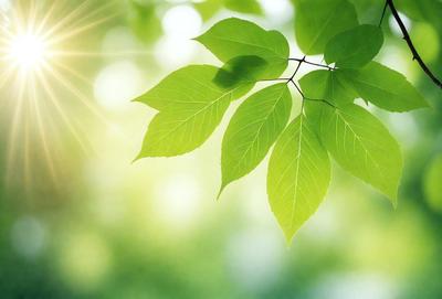 The primary subject of the image is a leaf, which is the main object, scene, or focus of the image. The leaf is green and is placed in a setting with a bright green background. The visual style of the image is a photo, capturing the leaf in its natural environment. The colors and mood of the image are bright and lively, with the green leaf being the dominant color.