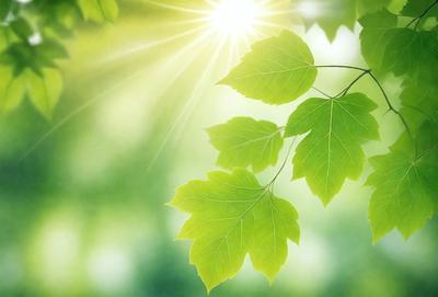 The primary subject of the image is a leaf, which is the main object, scene, or focus of the image. The leaf is green and is situated in a lush green environment, which serves as the setting or background. The visual style of the image is a photo, capturing the leaf in its natural surroundings. The colors and mood of the image are predominantly green, creating a serene and natural atmosphere.