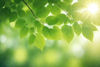 The primary subject of the image is a leafy green tree with bright green leaves. The setting is a sunny day, and the visual style is a photo. The colors and mood of the image are bright, lively, and natural, with the green leaves being the dominant color.