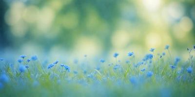 The primary subject of the image is a field of blue flowers, with a lush green background. The visual style is a photo, capturing the beauty of the flowers in their natural environment. The colors and mood of the image are predominantly blue, creating a serene and calming atmosphere.