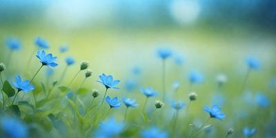 The primary subject of the image is a field of blue flowers, with a mix of blue and white flowers. The setting is a lush green field, and the visual style is a photo. The colors and mood of the image are predominantly blue, creating a serene and peaceful atmosphere.