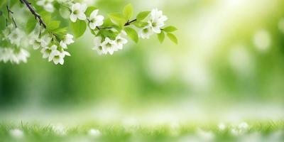 The primary subject of the image is a close-up of a tree branch with white flowers. The setting is a lush green field, and the visual style is a photo. The dominant colors are white and green, creating a serene and natural atmosphere.