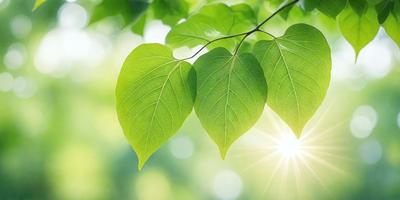 The primary subject of the image is a leaf, which is the main object, scene, or focus of the image. The leaf is green and appears to be a part of a tree. The setting or background of the image is a bright, sunny day, with the leaf being the main subject. The visual style of the image is a photo, capturing the leaf in its natural environment. The colors and mood of the image are bright and lively, with the green leaf being the dominant color and the overall atmosphere being cheerful and