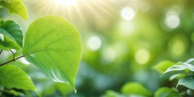 The primary subject of the image is a leaf, which is the main object, scene, or focus of the image. The leaf is green and appears to be growing in a lush green environment. The setting or background of the image includes a bright sunny day, with sunlight shining through the leaves. The visual style of the image is a photo, capturing the natural beauty of the leaf and its surroundings. The colors and mood of the image are vibrant and serene, with the green leaf and sunlight