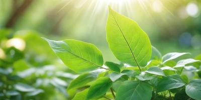 The primary subject of the image is a leaf, which is the main object, scene, or focus of the image. The leaf is green and is located in a grassy area. The setting/background consists of a grassy field, and the visual style is a photo. The colors and mood of the image are predominantly green, creating a natural and serene atmosphere.