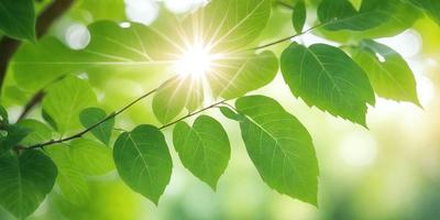 The primary subject of the image is a leaf, which is the main object, scene, or focus of the image. The leaf is green and is located in a setting with a bright sunlight shining through the leaves. The visual style of the image is a photo, capturing the natural beauty of the leaf and its surroundings. The colors and mood of the image are vibrant and lively, with the green leaf standing out against the bright sunlight.