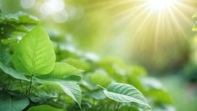 The image features a close-up of a leaf in a green environment. The leaf is the primary subject, and it is surrounded by a lush green background. The visual style of the image is a photo, capturing the leaf in its natural setting. The colors in the image are predominantly green, creating a serene and natural atmosphere.