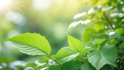 The primary subject of the image is a leaf, which is the main object, scene, or focus of the image. The leaf is green and is situated in a setting with a background of green leaves and a bright, sunny day. The visual style of the image is a photo, capturing the natural beauty of the leaf in its environment. The colors and mood of the image are bright and lively, with the green leaves creating a sense of freshness and vitality.