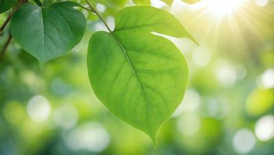 The primary subject of the image is a green leaf, which is the main object, scene, or focus of the image. The leaf is hanging from a tree branch, and the setting is a lush green environment. The visual style of the image is a photo, capturing the natural beauty of the leaf. The dominant colors in the image are green, which creates a calm and serene atmosphere.