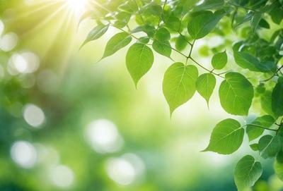 The primary subject of the image is a leaf, which is the main object, scene, or focus of the image. The leaf is green and is situated in a lush green environment, surrounded by other leaves. The visual style of the image is a photo, capturing the natural beauty of the leaf in its natural setting. The colors and mood of the image are vibrant and serene, with the green leaves creating a sense of tranquility and connection to nature.