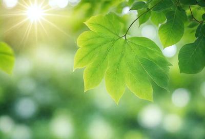 The primary subject of the image is a leaf, which is the main object, scene, or focus of the image. The leaf is green and is situated in a lush green environment, which serves as the setting or background. The visual style of the image is a photo, capturing the leaf in its natural surroundings. The colors and mood of the image are predominantly green, creating a serene and natural atmosphere.
