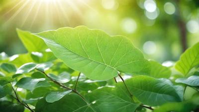 The primary subject of the image is a leaf, which is the main object, scene, or focus of the image. The leaf is green and is situated in a lush green environment, surrounded by other green leaves. The visual style of the image is a photo, capturing the natural beauty of the leaf in its natural setting. The colors and mood of the image are vibrant and serene, with the green leaves creating a sense of tranquility and connection to nature.