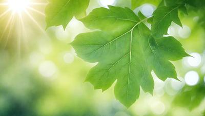 The primary subject of the image is a leaf, which is the main object, scene, or focus of the image. The leaf is green and appears to be in a sunlit environment. The setting/background consists of a bright, sunny day, and the visual style is a photo. The colors and mood of the image are predominantly green, with a warm and inviting atmosphere.