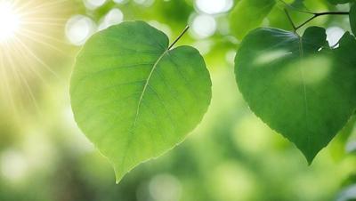 The primary subject of the image is a green leaf, which is the main object, scene, or focus of the image. The leaf is hanging from a tree branch, and it appears to be a natural, outdoor setting. The visual style of the image is a photo, capturing the leaf in its natural environment. The colors and mood of the image are predominantly green, with a calm and serene atmosphere.