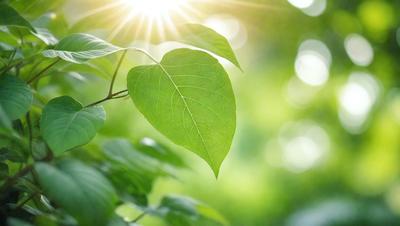 The primary subject of the image is a green leaf, which is the main object, scene, or focus of the image. The leaf is situated in a lush green environment, surrounded by other green leaves. The visual style of the image is a photo, capturing the natural beauty of the leaf in its natural setting. The colors and mood of the image are predominantly green, creating a serene and peaceful atmosphere.