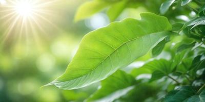 The primary subject of the image is a leaf, which is the main object, scene, or focus of the image. The leaf is green and is situated in a setting with a background of green leaves. The visual style of the image is a photo, capturing the natural beauty of the leaf. The colors and mood of the image are predominantly green, creating a serene and natural atmosphere.