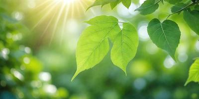 The primary subject of the image is a leaf, which is the main object, scene, or focus of the image. The leaf is green and is situated in a setting with a background of green leaves. The visual style of the image is a photo, capturing the natural beauty of the leaf. The colors and mood of the image are predominantly green, creating a serene and natural atmosphere.