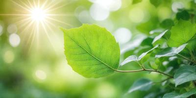 The primary subject of the image is a leaf, which is the main object, scene, or focus of the image. The leaf is green and appears to be growing on a tree. The setting/background consists of a lush green forest, with the sun shining through the trees. The visual style of the image is a photo, capturing the natural beauty of the leaf and its surroundings. The colors and mood of the image are vibrant and serene, with the green leaf and the sunlight creating a sense of