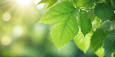 The primary subject of the image is a leaf, which is the main object, scene, or focus of the image. The leaf is green and is situated in a setting with a background of green leaves. The visual style of the image is a photo, capturing the natural beauty of the leaf. The colors and mood of the image are predominantly green, creating a serene and natural atmosphere.
