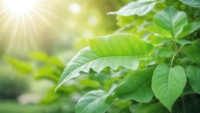 The primary subject of the image is a leaf, which is the main object, scene, or focus of the image. The leaf is green and is situated in a lush green environment, surrounded by other green leaves. The visual style of the image is a photo, capturing the natural beauty of the leaf in its natural setting. The colors and mood of the image are predominantly green, creating a serene and peaceful atmosphere.