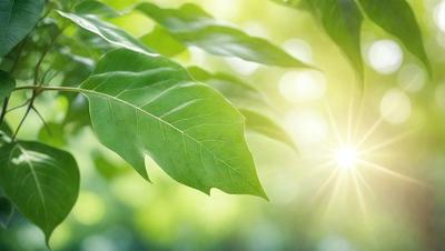 The primary subject of the image is a leaf, which is the main object, scene, or focus of the image. The leaf is green and is situated in a lush green environment, which serves as the setting or background. The visual style of the image is a photo, capturing the leaf in its natural surroundings. The colors and mood of the image are predominantly green, creating a serene and natural atmosphere.