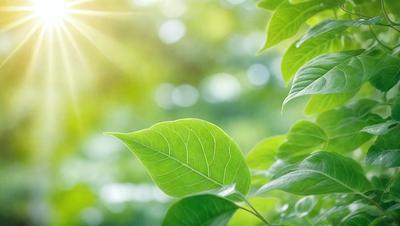 The primary subject of the image is a leaf, which is the main object, scene, or focus of the image. The leaf is green and is situated in a lush green environment, surrounded by other green leaves. The visual style of the image is a photo, capturing the natural beauty of the leaf in its natural setting. The colors and mood of the image are predominantly green, creating a serene and peaceful atmosphere.