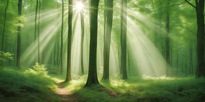 The primary subject of the image is a forest with many trees. The setting is a lush green forest, and the visual style is a photo. The colors and mood of the image are vibrant and serene, with the sunlight streaming through the trees creating a peaceful atmosphere.