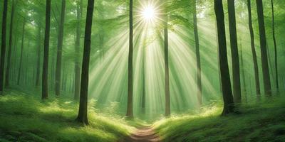 The primary subject of the image is a pathway surrounded by a lush green forest. The setting is a serene, natural environment with trees and sunlight illuminating the scene. The visual style is a photo, capturing the beauty of the forest and the pathway. The colors and mood are predominantly green, with the sunlight creating a warm and inviting atmosphere.
