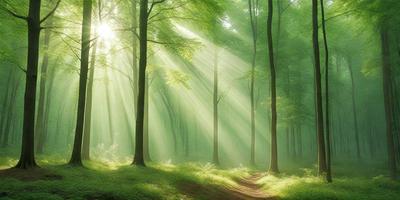 The primary subject of the image is a forest filled with trees. The setting is a lush green forest with sunlight shining through the trees, creating a serene and peaceful atmosphere. The visual style is a photo of the forest, capturing the beauty of the natural environment. The colors and mood are predominantly green, with the sunlight adding a touch of warmth to the scene.
