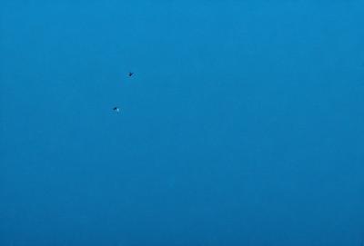 The primary subject of the image is a bird flying in the sky. The bird is positioned in the middle of the scene, with two other birds flying nearby. The setting is a clear blue sky, which provides a beautiful backdrop for the birds. The visual style of the image is a photo, capturing the birds in their natural environment. The colors and mood of the image are predominantly blue, creating a serene and peaceful atmosphere.