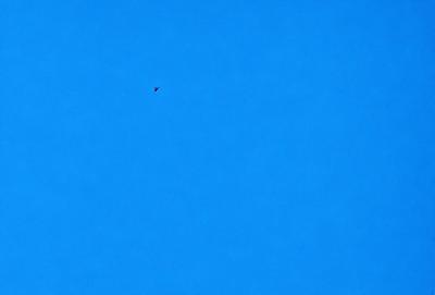 The primary subject of the image is a bird flying high in the sky. The bird is positioned towards the left side of the image. The setting is a clear blue sky, which serves as the backdrop for the bird's flight. The visual style of the image is a photo, capturing the bird in its natural environment. The colors in the image are predominantly blue, creating a calm and serene atmosphere.