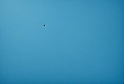 The primary subject of the image is a bird flying high in the sky. The bird is positioned in the middle of the scene, soaring above the vast blue sky. The setting is a clear day with no clouds, providing a perfect backdrop for the bird's flight. The visual style of the image is a photo, capturing the bird in its natural environment. The colors and mood of the image are predominantly blue, creating a serene and peaceful atmosphere.
