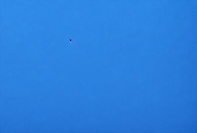 The primary subject of the image is a bird flying high in the sky. The bird is positioned towards the left side of the image. The setting is a clear blue sky, which provides a beautiful backdrop for the bird's flight. The visual style of the image is a photo, capturing the bird in its natural environment. The colors and mood of the image are predominantly blue, creating a serene and peaceful atmosphere.