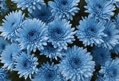 The primary subject of the image is a large group of blue flowers, which are the main focus of the scene. The flowers are arranged in a visually appealing manner, creating a sense of beauty and harmony. The setting is a garden, with the flowers blooming in a field, surrounded by a natural environment. The visual style of the image is a close-up of the flowers, showcasing their vibrant colors and intricate details. The overall atmosphere of the image is serene and peaceful, with the blue flowers