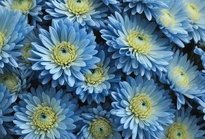 The primary subject of the image is a large group of blue flowers, which are the main focus of the scene. The flowers are arranged in a visually appealing manner, creating a sense of depth and dimension. The setting is a garden, with the flowers blooming in a field. The visual style of the image is a close-up of the flowers, showcasing their beauty and details. The dominant colors in the image are blue and yellow, giving the flowers a vibrant and lively appearance. The overall atmosphere of the image