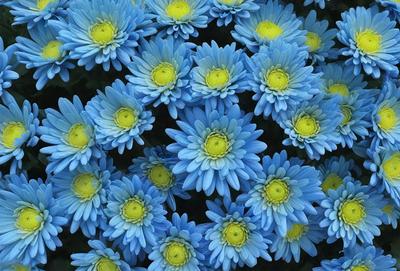 The primary subject of the image is a large cluster of blue flowers, possibly daisies, with yellow centers. The flowers are arranged in a visually appealing manner, creating a sense of depth and dimension. The setting is a garden, with the flowers growing in a field. The visual style of the image is a close-up, focusing on the intricate details of the flowers. The dominant colors in the image are blue and yellow, creating a serene and calming atmosphere.