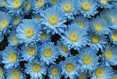The primary subject of the image is a large group of blue flowers, which are the main focus of the scene. The flowers are arranged in a visually appealing manner, creating a sense of depth and beauty. The setting is a garden, with the flowers blooming in a field, surrounded by a natural environment. The visual style of the image is a close-up of the flowers, showcasing their vibrant colors and intricate details. The overall atmosphere of the image is serene and calming, with the blue flowers serving