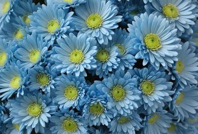 The primary subject of the image is a large bouquet of blue flowers, which are the main focus of the scene. The flowers are arranged in a visually appealing manner, creating a sense of beauty and tranquility. The setting is a garden, with the flowers being the main element in the background. The visual style of the image is a close-up of the flowers, showcasing their vibrant colors and intricate details. The overall atmosphere of the image is serene and calming, with the blue flowers serving as