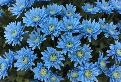 The primary subject of the image is a large group of blue flowers, which are the main focus of the scene. The flowers are arranged in a visually appealing manner, creating a sense of depth and beauty. The setting is a garden, with the flowers growing in a field, surrounded by a natural environment. The visual style of the image is a close-up of the flowers, showcasing their intricate details and vibrant colors. The dominant colors in the image are blue and green, giving the scene a serene and cal
