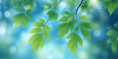The primary subject of the image is a leaf, which is the main object, scene, or focus of the image. The leaf is green and is situated in a blue background, which creates a contrast between the leaf and the sky. The visual style of the image is a photo, capturing the leaf in its natural environment. The colors and mood of the image are predominantly green and blue, giving it a calm and serene atmosphere.