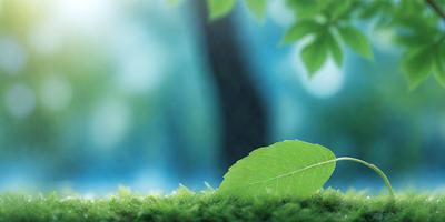 The primary subject of the image is a green leaf, which is the main object, scene, or focus of the image. The leaf is placed on a mossy surface, which serves as the setting or background. The visual style of the image is a photo, capturing the natural beauty of the leaf in its environment. The colors and mood of the image are predominantly green, creating a serene and peaceful atmosphere.