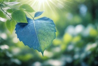 The primary subject of the image is a leaf, which is the main object, scene, or focus of the image. The leaf is green and appears to be a leaf from a tree. The setting or background of the image is a lush green forest, with the leaf being the main subject. The visual style of the image is a photo, capturing the leaf in its natural environment. The colors and mood of the image are vibrant and serene, with the green leaf being the dominant color and the overall atmosphere being calm and
