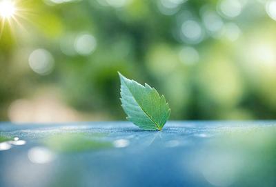 Primary subject: A green leaf on a blue surface.

Setting/background: The leaf is sitting on a blue surface, which could be a table or a counter.

Visual style: The image is a photo of the leaf on the blue surface.

Colors and mood: The dominant colors are green and blue, creating a calm and serene atmosphere.