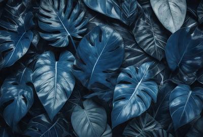The primary subject of the image is a large group of blue leaves, which are the main objects in the scene. The leaves are arranged in a dense, overlapping pattern, creating a visually striking and vibrant display. The setting is a dark blue background, which contrasts with the bright blue leaves, adding depth and intensity to the image. The visual style is a close-up, black and white photograph of the leaves, emphasizing their intricate details and textures. The colors and mood of the image are predomin